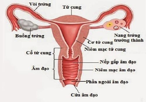 Cơ sở thực hiện xử trí sa trễ cửa âm đạo uy tín